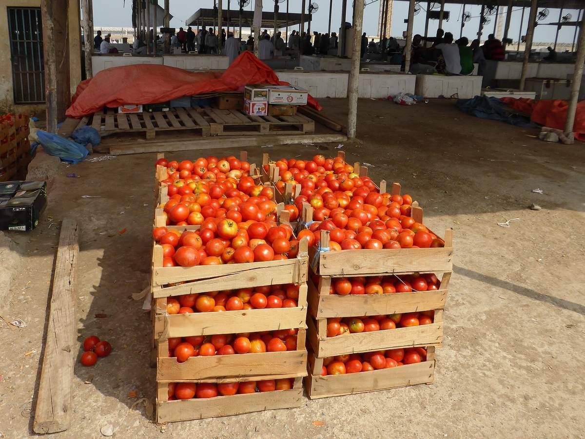 بركاء مارينا — Barka, Oman (2) (41446313501).jpg