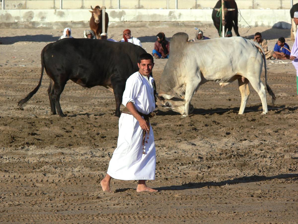 حلبة مصارعة الثيران — Oman bullfighting (5).jpg