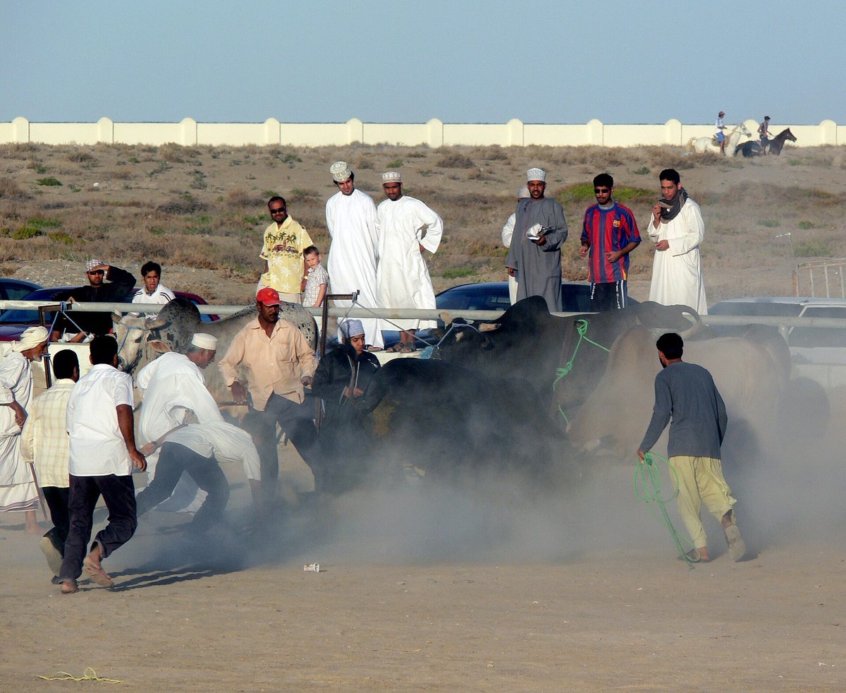 حلبة مصارعة الثيران — Oman bullfighting (7).jpg