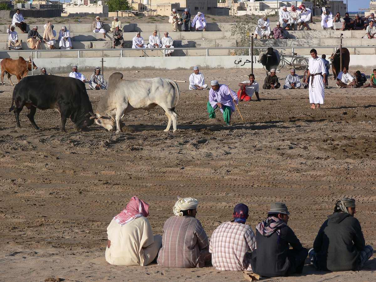 حلبة مصارعة الثيران — Oman bullfighting (2).jpg