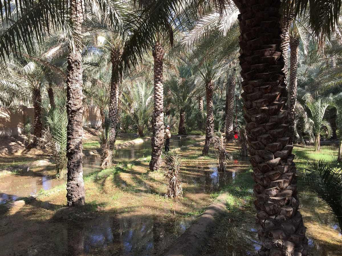 فلج — Date palm tree irrigation.jpg