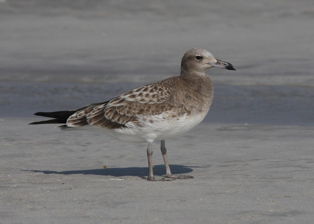 محمية خور طاقة — Ichthyaetus hemprichii, juvenile, Taqah, Oman 1.jpg
