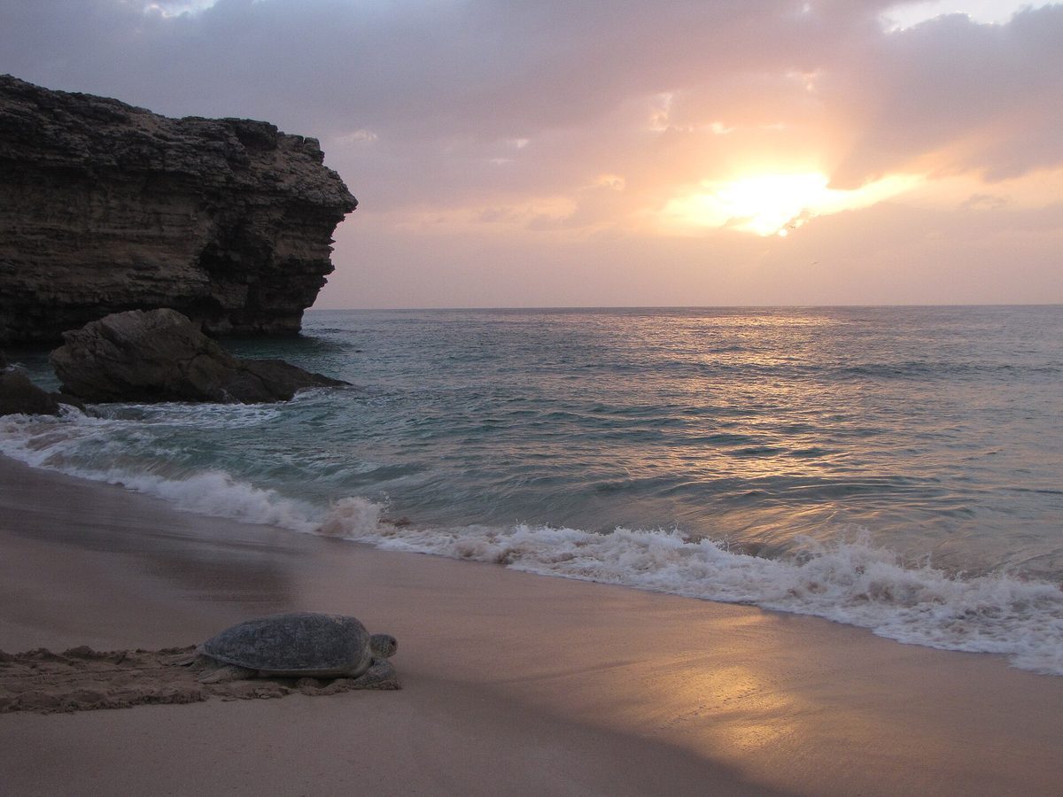 رأس الجنز — Green trurtle at ras al jinz oman.JPG