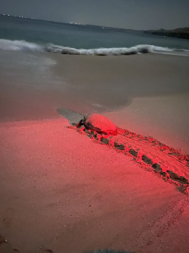 Turtle nesting beach