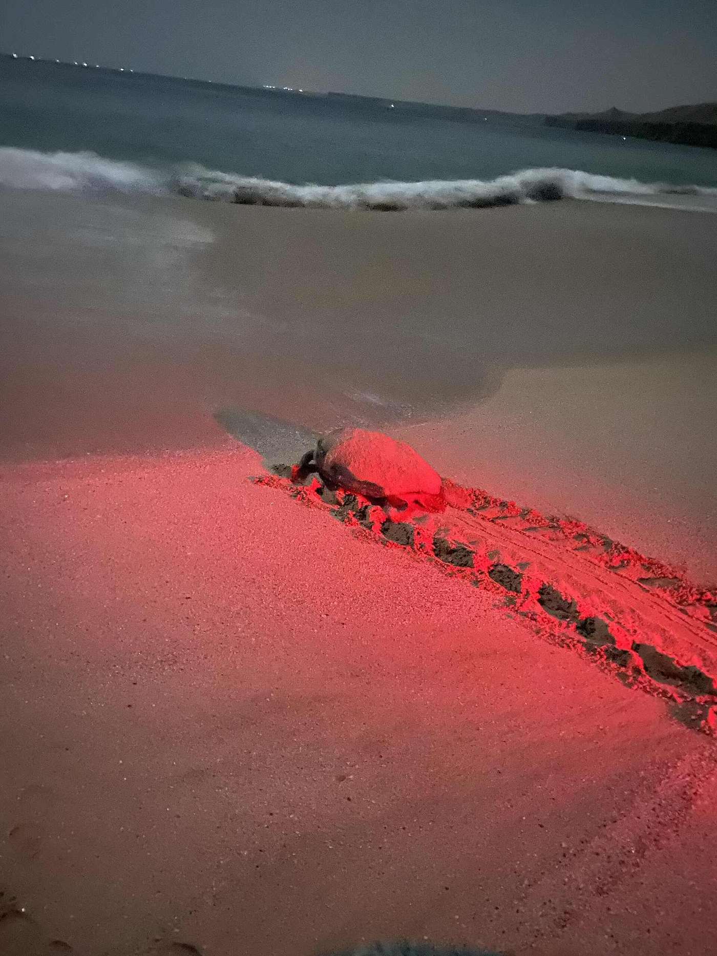 Turtle nesting beach — Turtles at jinx.jpg