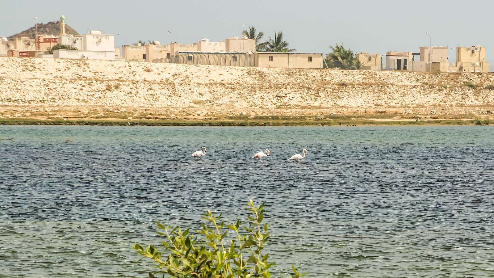 وادي عشوق — Oman, Mughsayl, Wadi Ashawq Nature Preserve.jpg