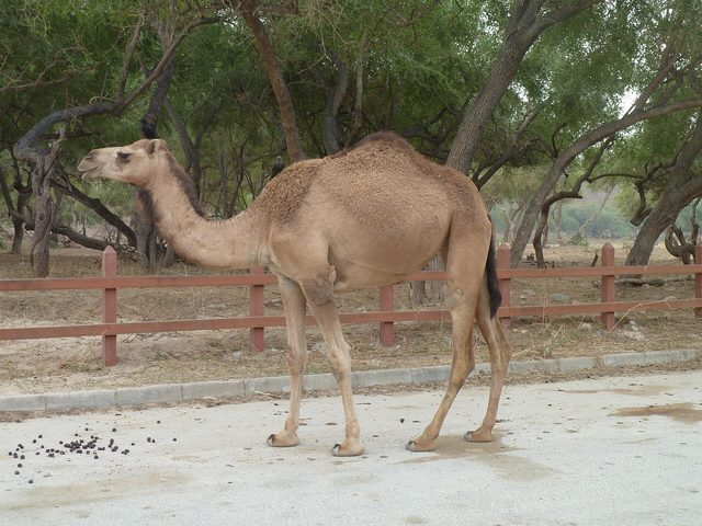 Wadi Darbat Hiking Trail Start
