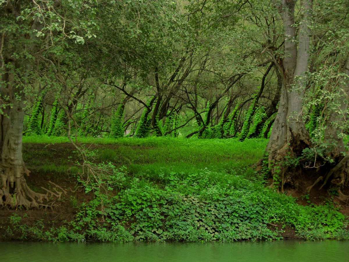 Wadi Darbat — Creepers on the tree stems.jpg