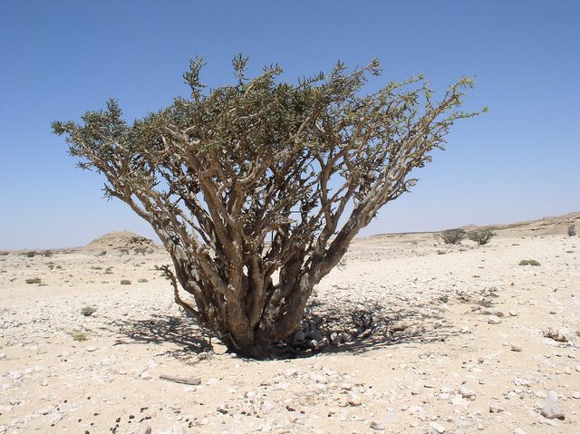 Wadi Dawkah Frankincense Trees
