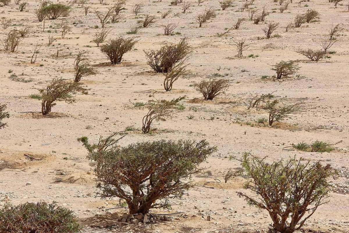 وادي دوكة — Wadi Dawkah.jpg
