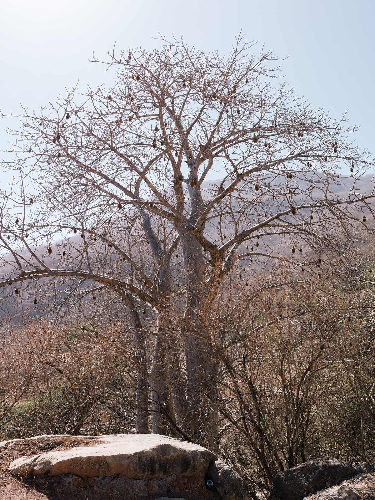 Wādī Ḩinnah — Wadi Hinna baobab tree.jpg