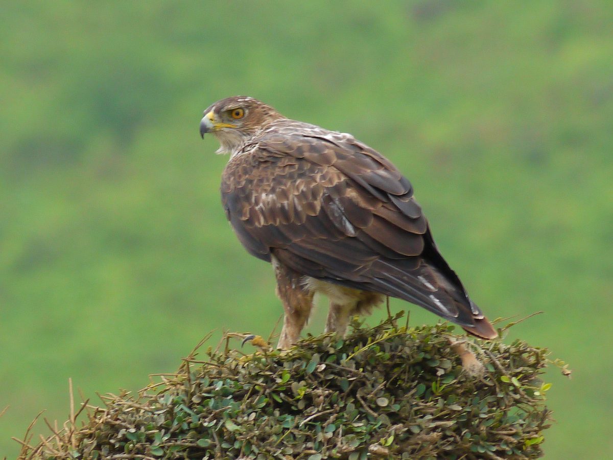 Wādī Ḩinnah — Aquila fasciata (Wadi Hinna, Oman).jpg