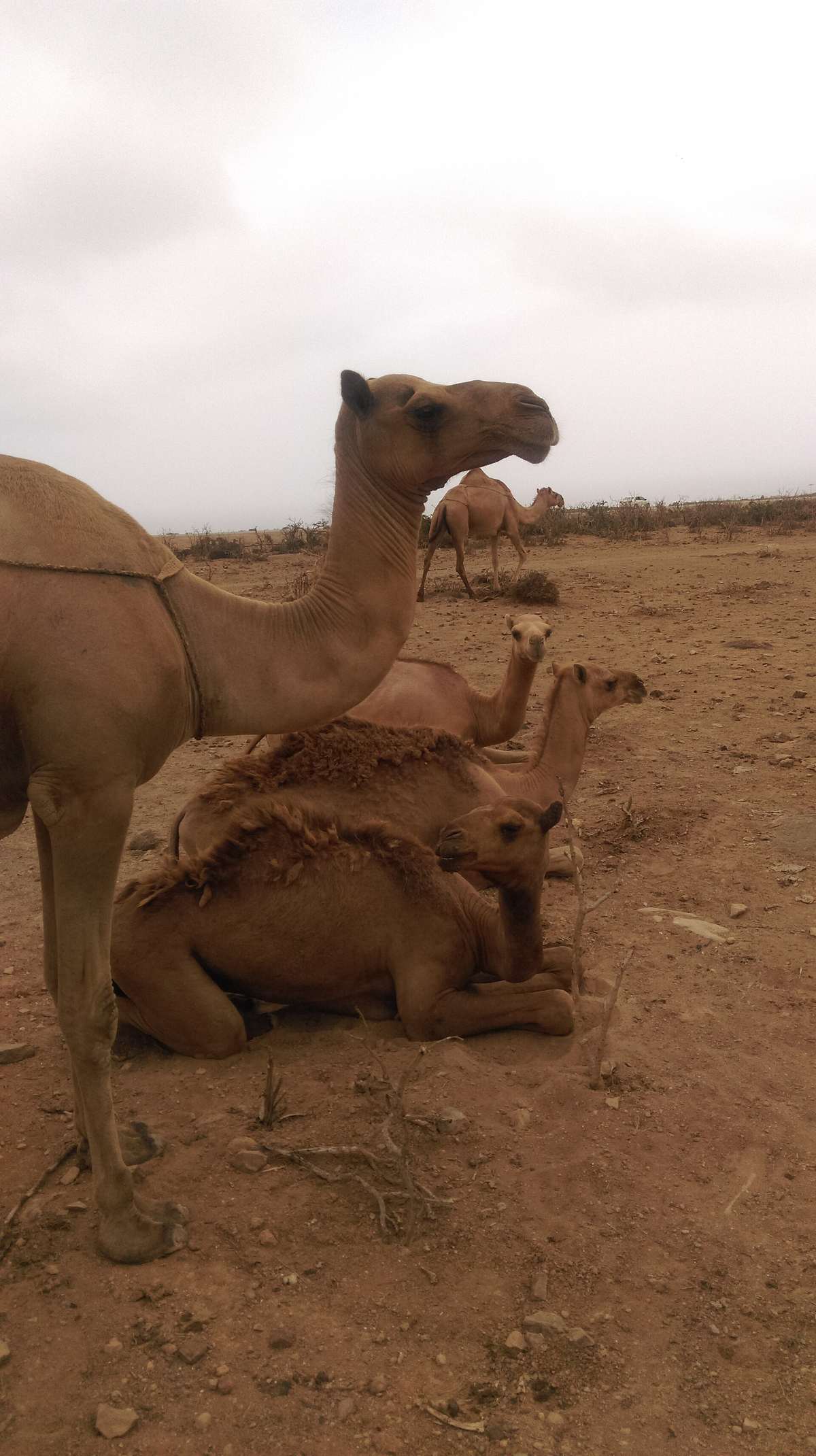 Wādī Ḩinnah — Oman Camel.jpg