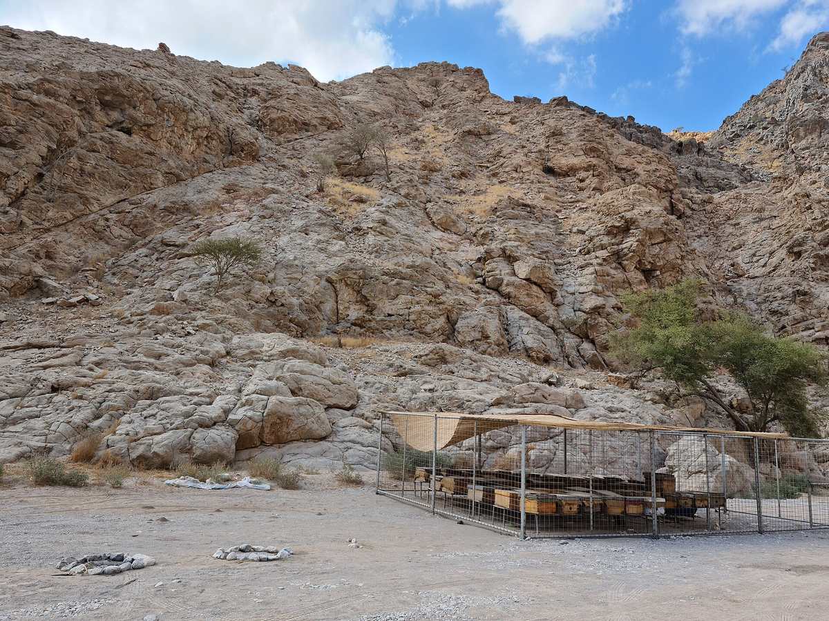 وادي نقب — Honey Bees in the Wadi Naqab.jpg
