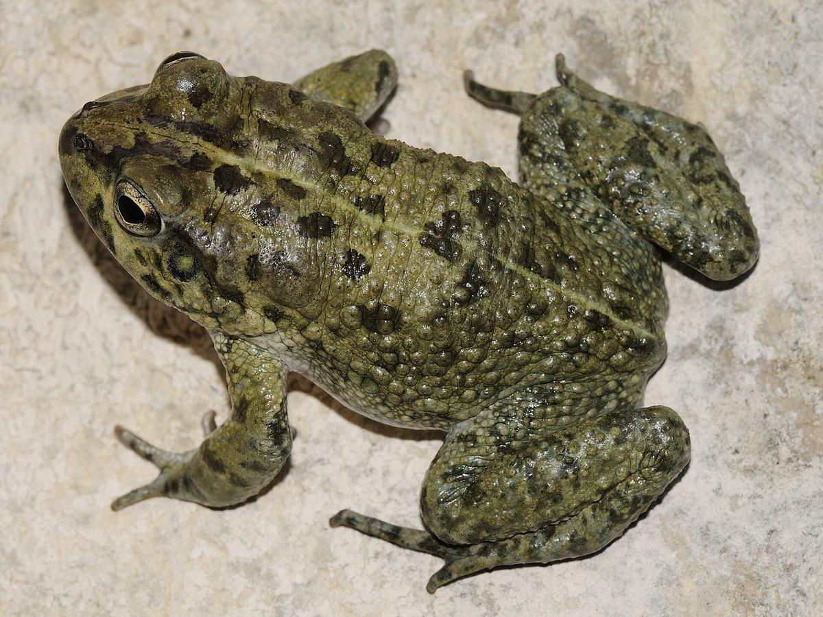 وادي الشاب — Bufo arabicus.JPG